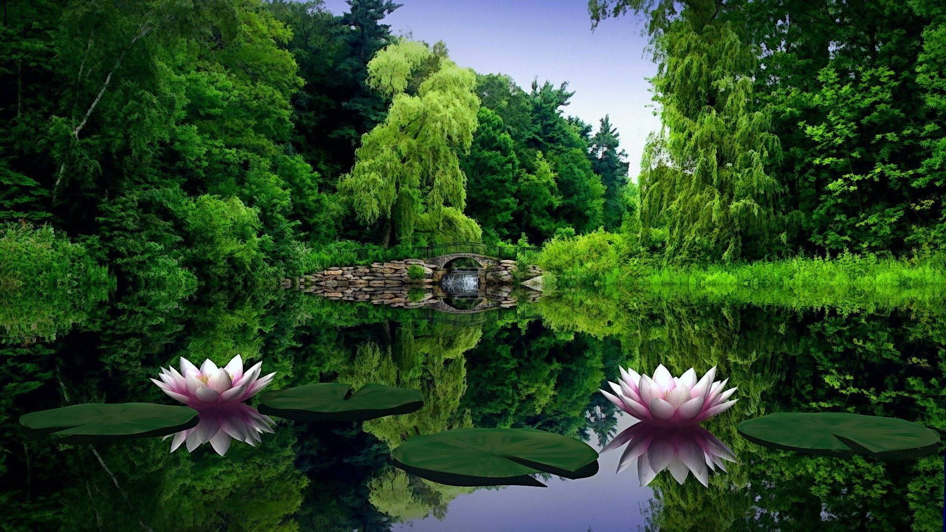 1920x1080 Full HD Hoa Súng Thiên Nhiên Hình nền