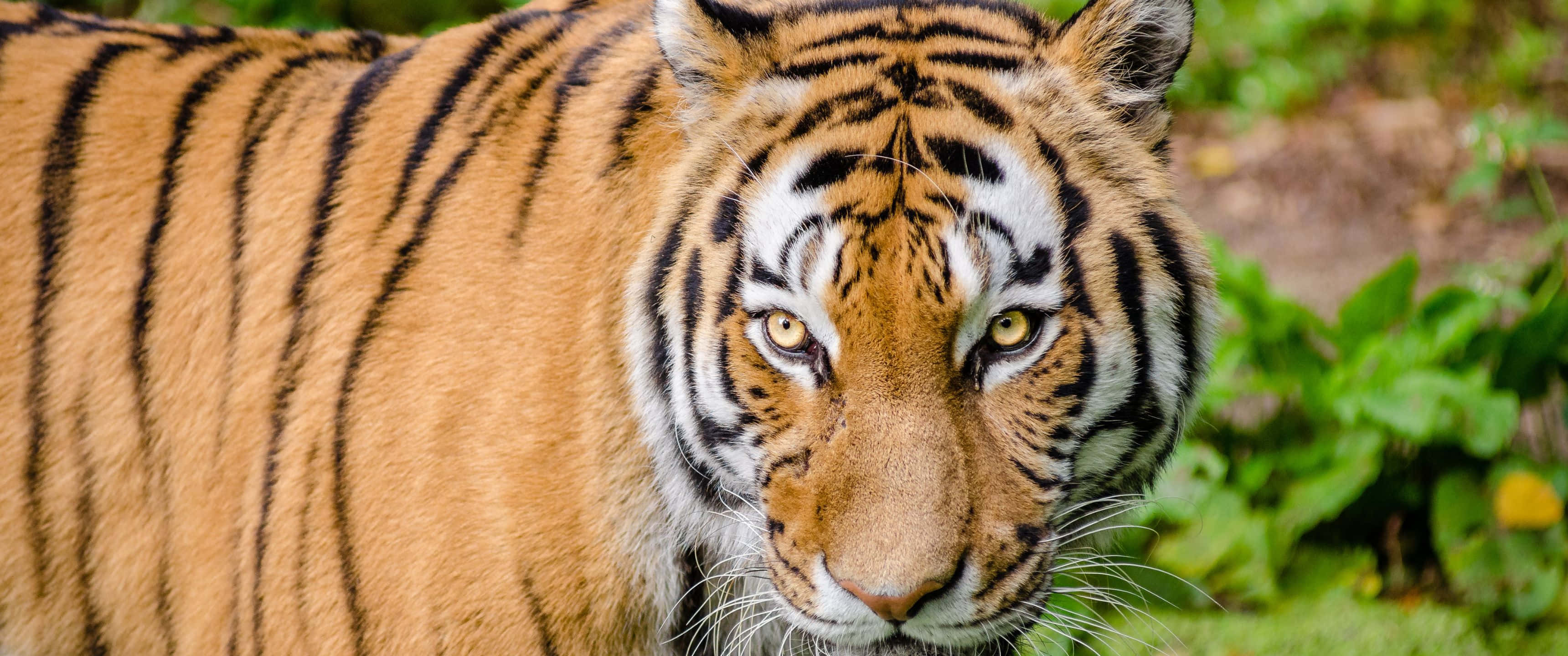 3440x1440 Hổ Bengal Vằn Động Vật Hình nền