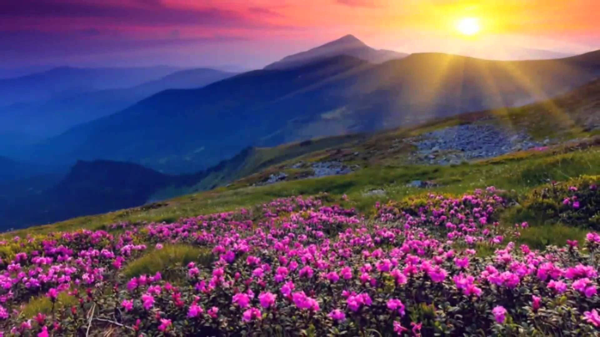 4K Thiên Nhiên Hoa Và Bình Minh Hình nền