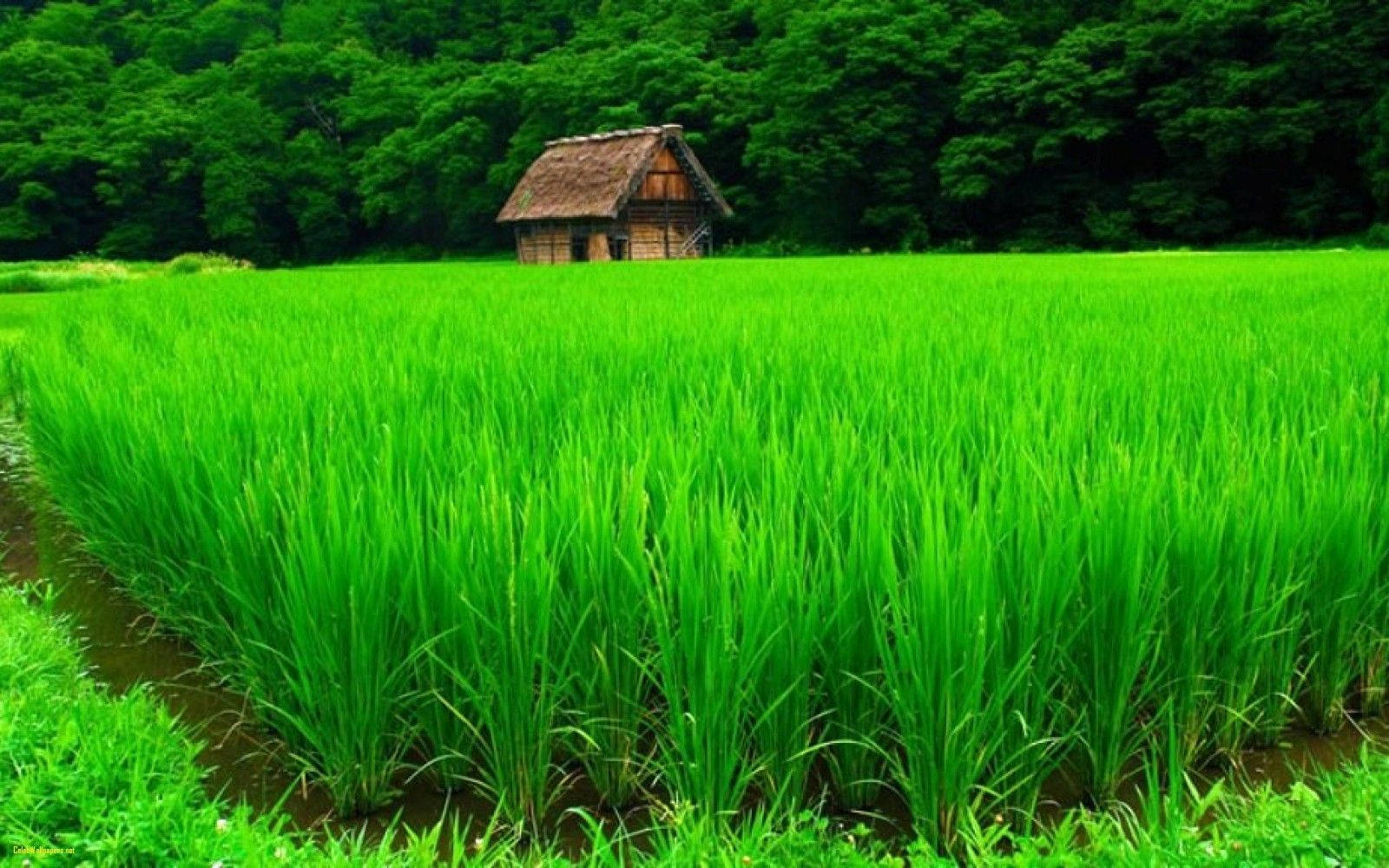 4K Thiên Nhiên Nông Trại Hình nền