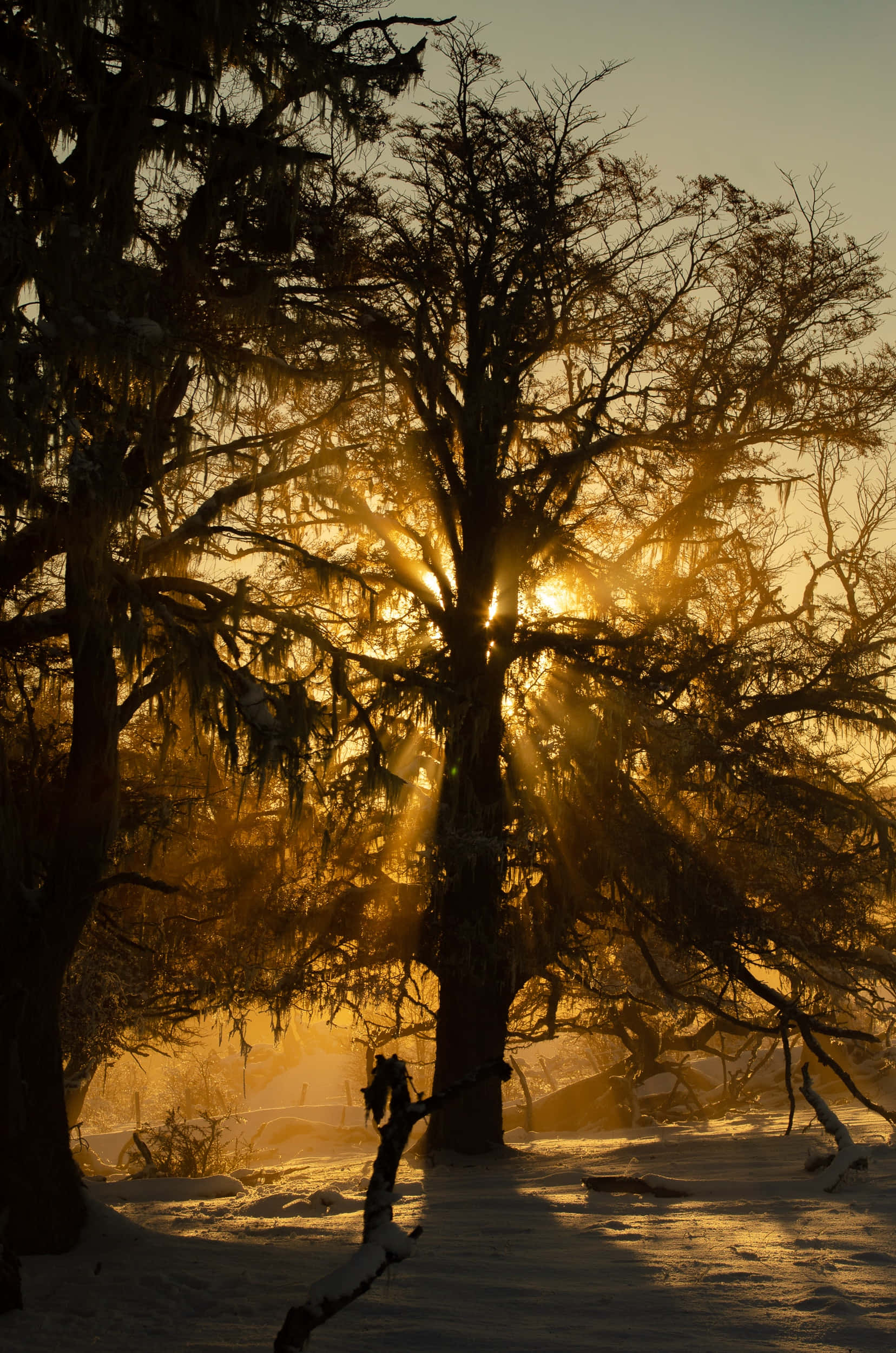 Aesthetic Sunset Tree Branch Picture Hình nền