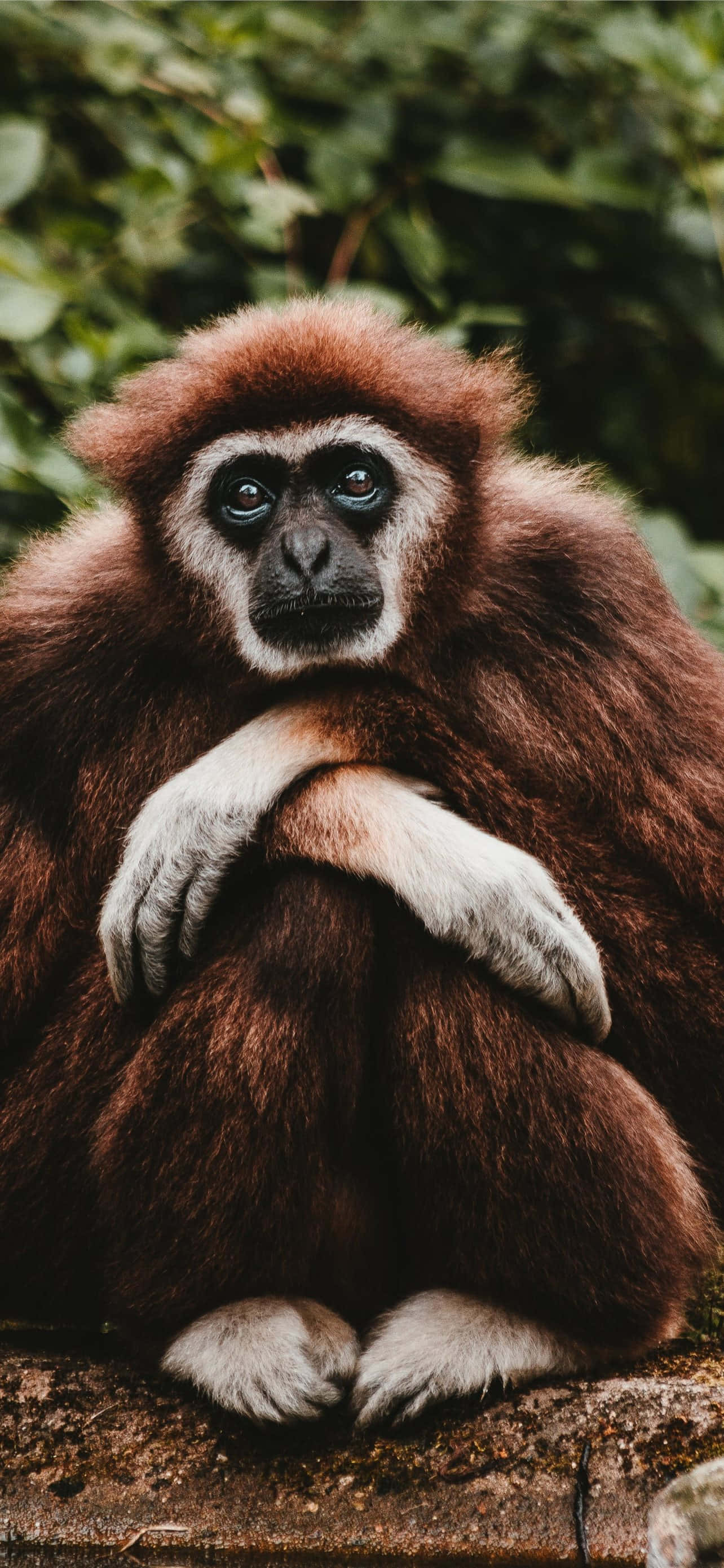 Android Gibbon Đưa Bạn Vào Tương Lai Công Nghệ Di Động Hình nền