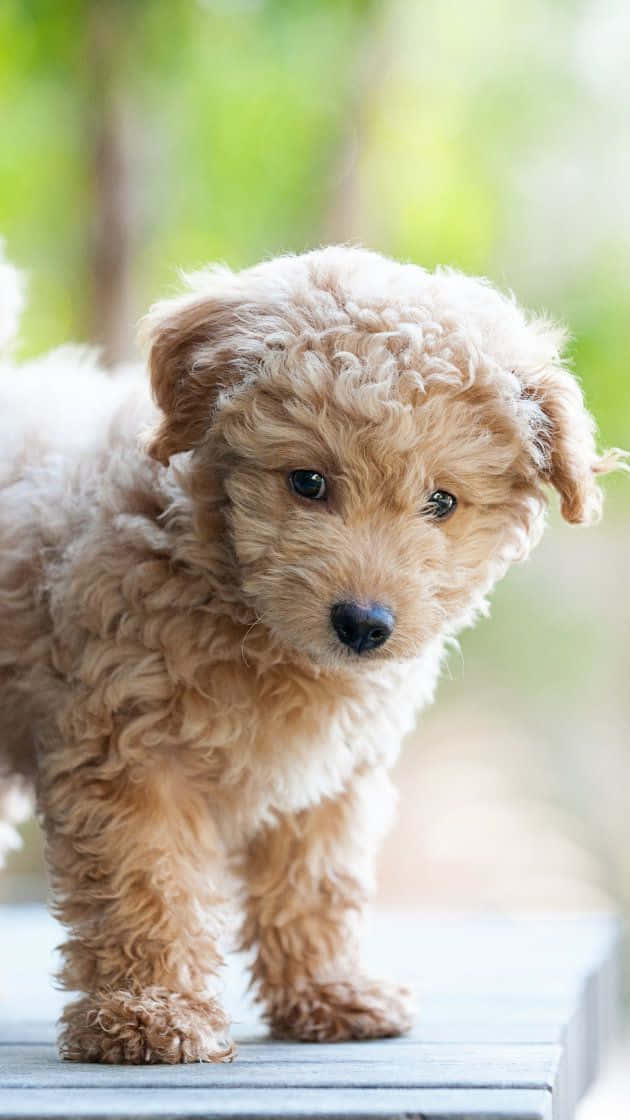 Ảnh chân dung chó Goldendoodle nhỏ Hình nền