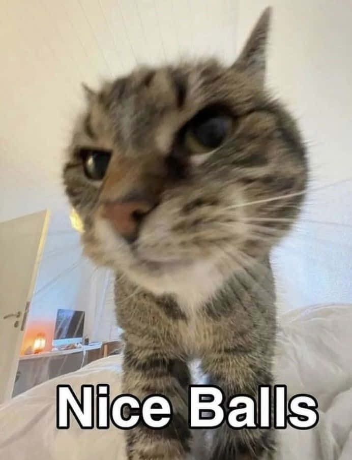 Ảnh chế mèo ngộ nghĩnh với dòng chữ "Nice Balls" Hình nền