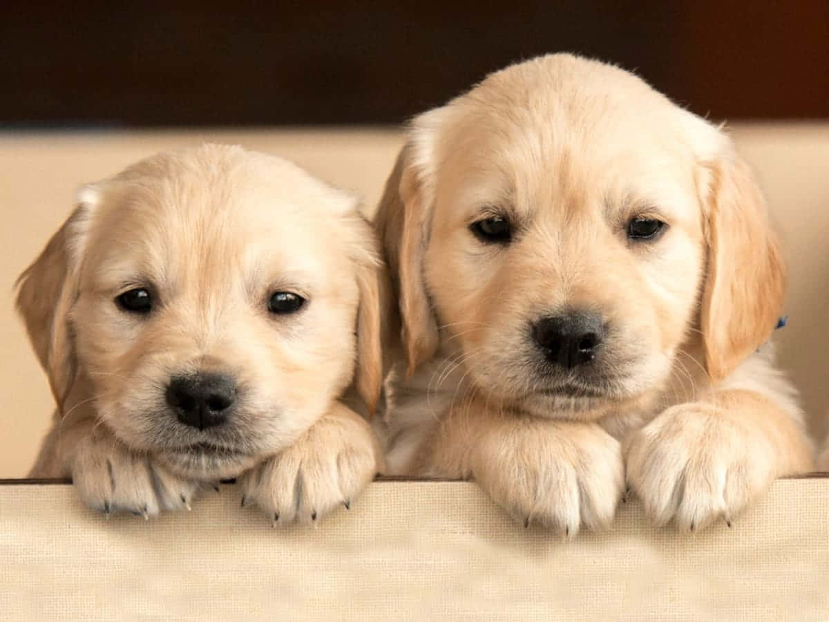 Ảnh Chó Labrador Retriever Dễ Thương Hình nền
