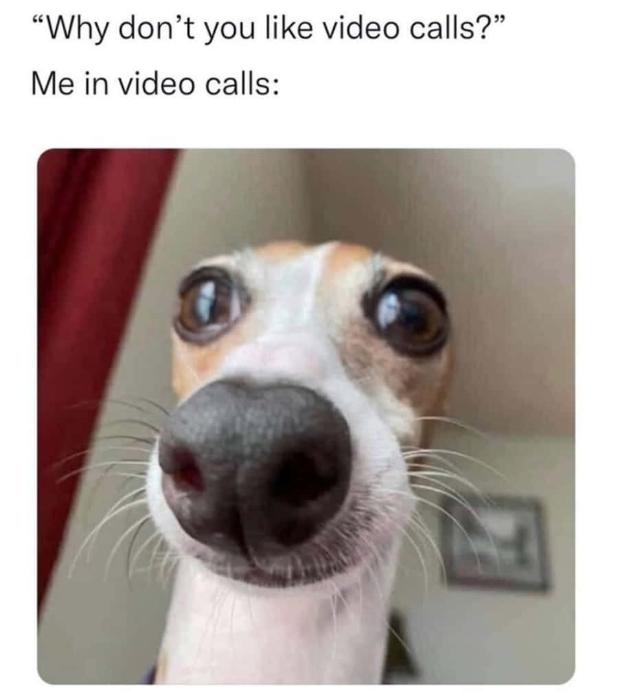 Ảnh chó mắt to meme Hình nền