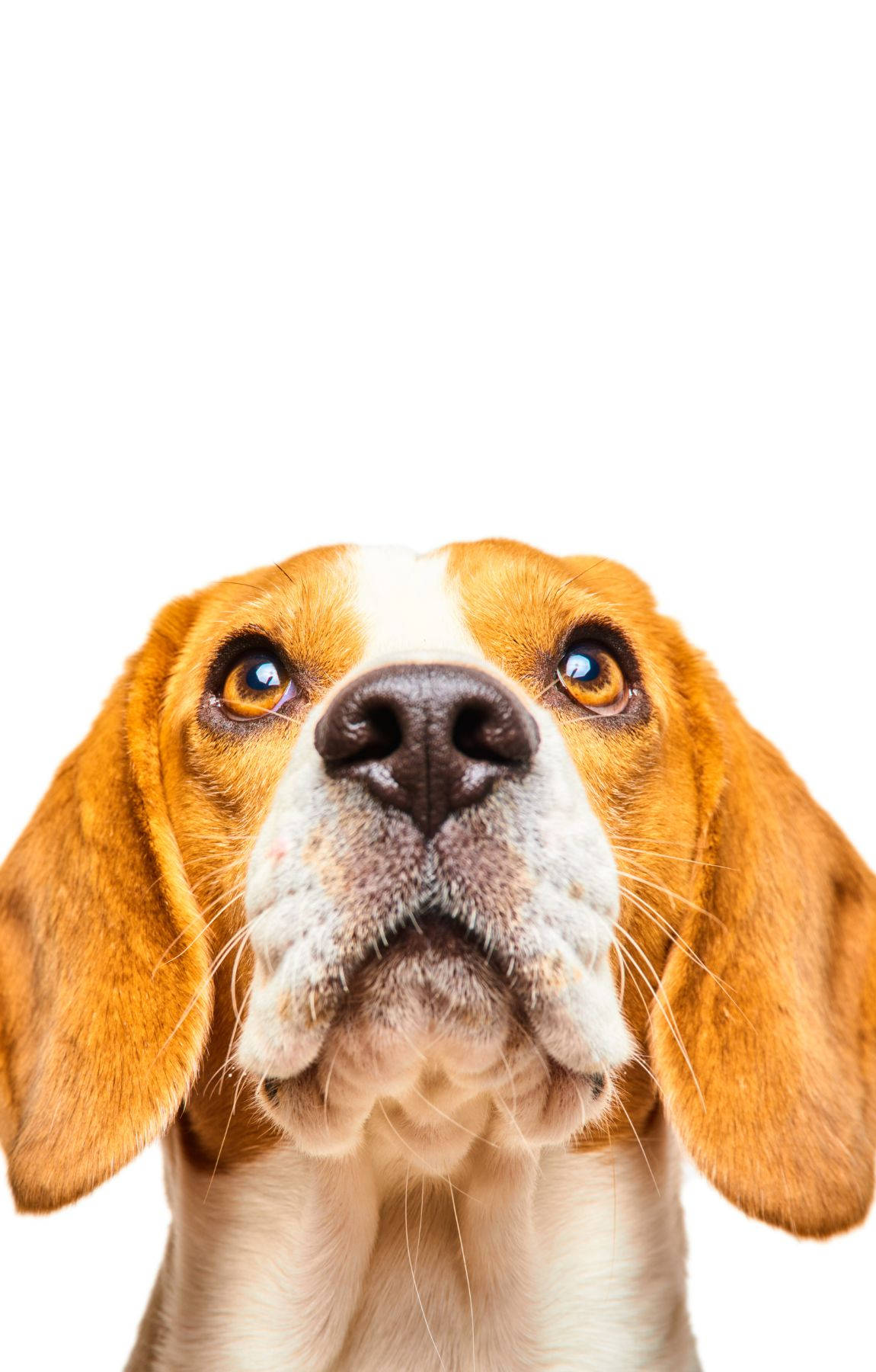 Ảnh chụp đầu chó Beagle ngước lên Hình nền