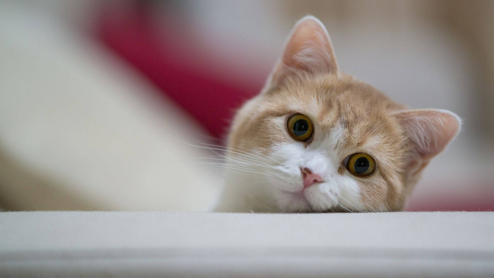 Ánh mắt đáng yêu của chú mèo bên máy tính Hình nền