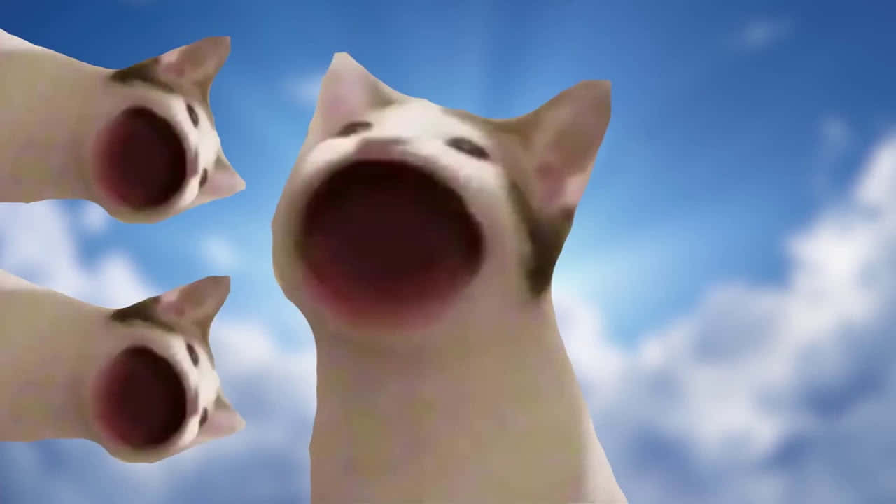 Ảnh meme mèo pop bị nguyền rủa Hình nền