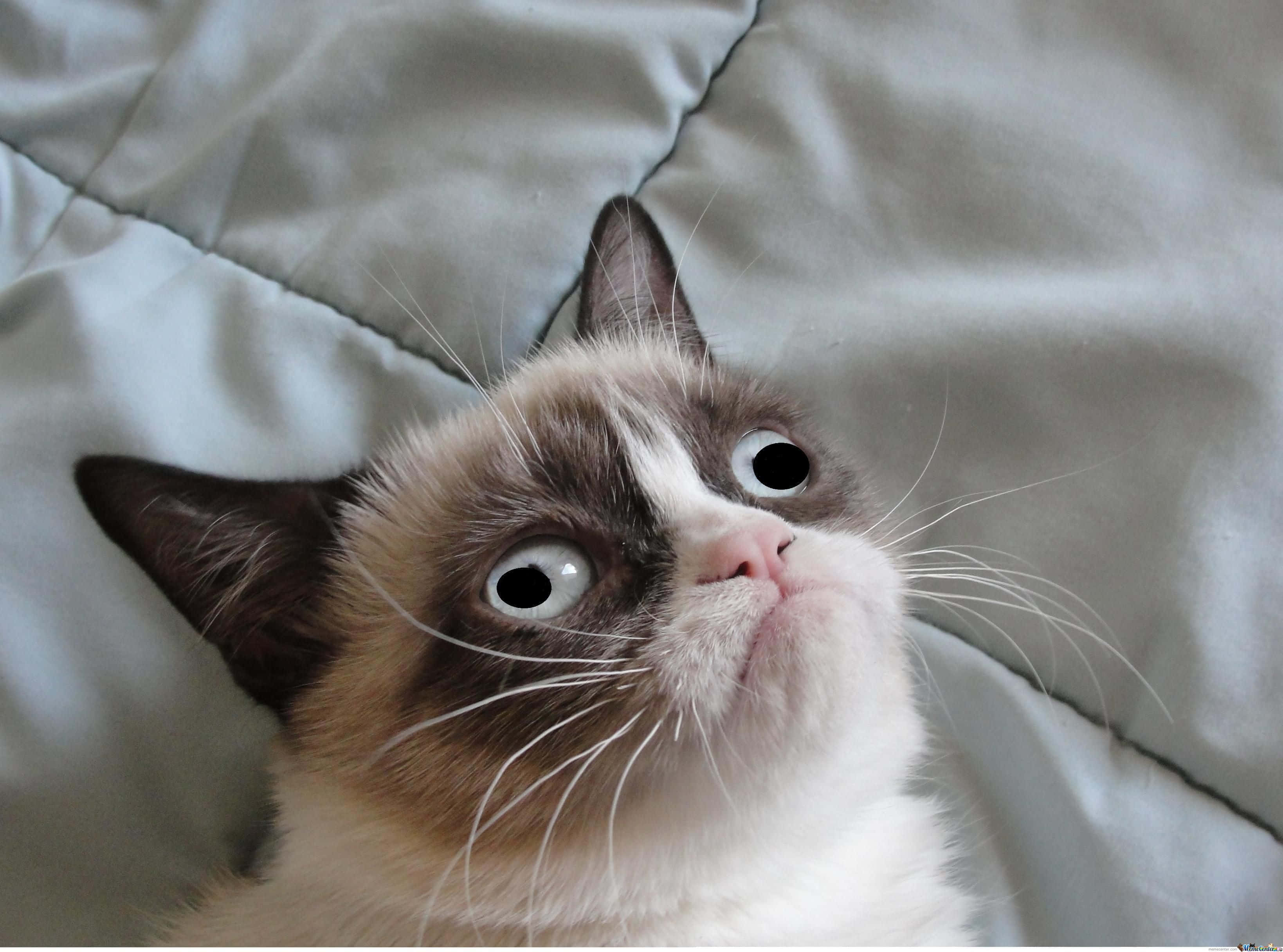 Ảnh mèo bị nguyền rủa Grumpy Cat Hình nền