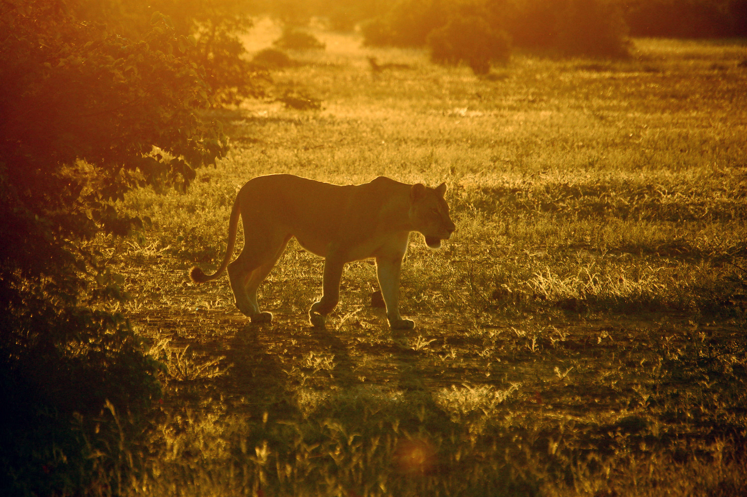 Ánh nắng Botswana bên sư tử cái Hình nền