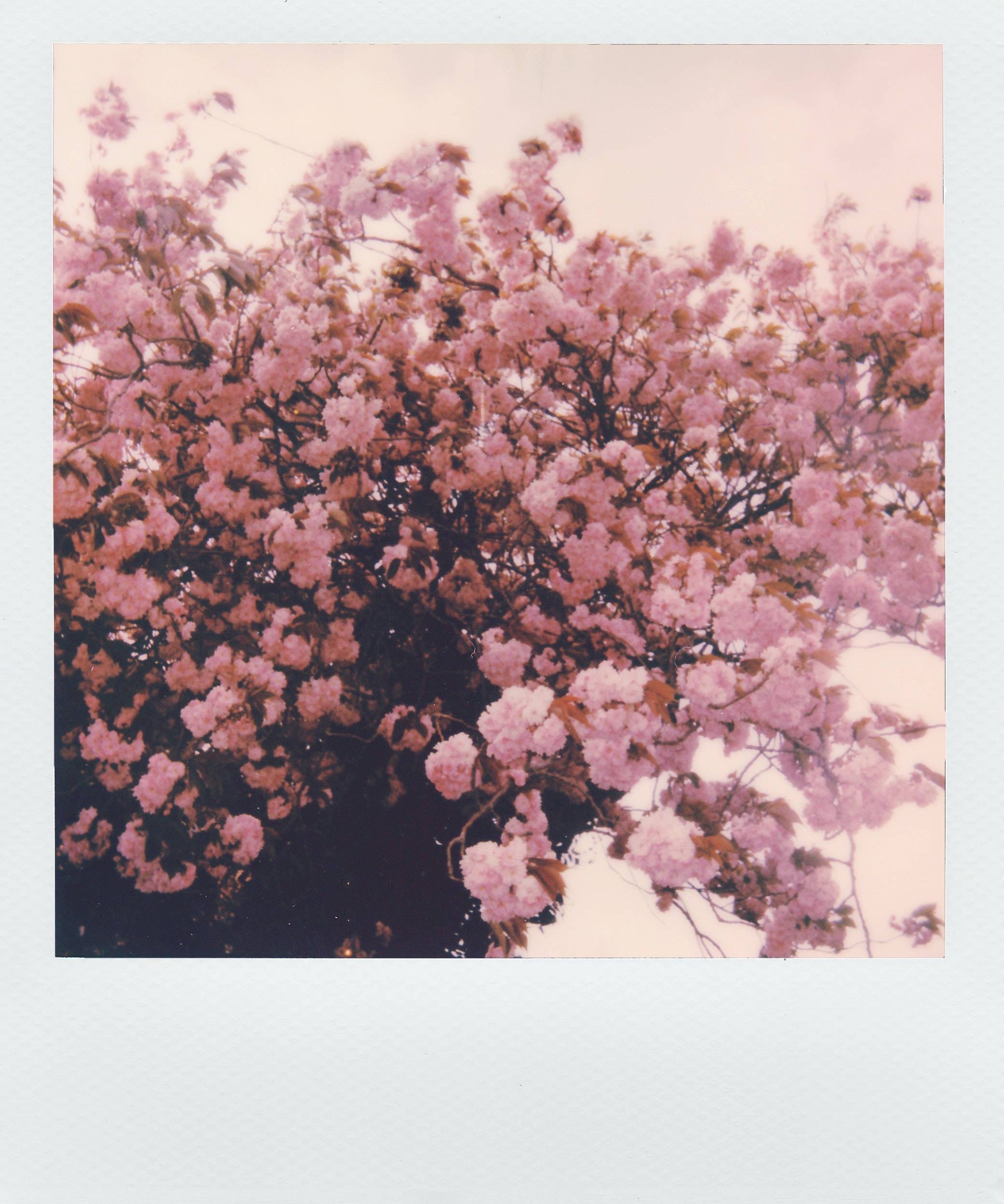 Ảnh Polaroid Hoa Hồng Thẩm Mỹ Hình nền