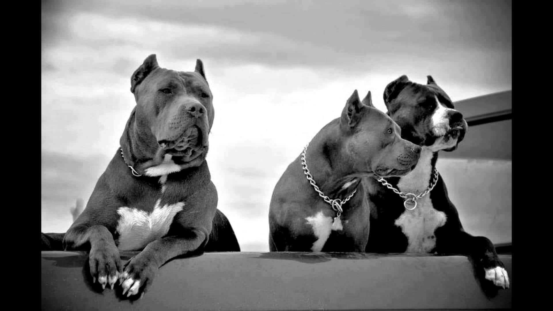 Ba Chú Chó Pitbull Trong Đàn Hình nền