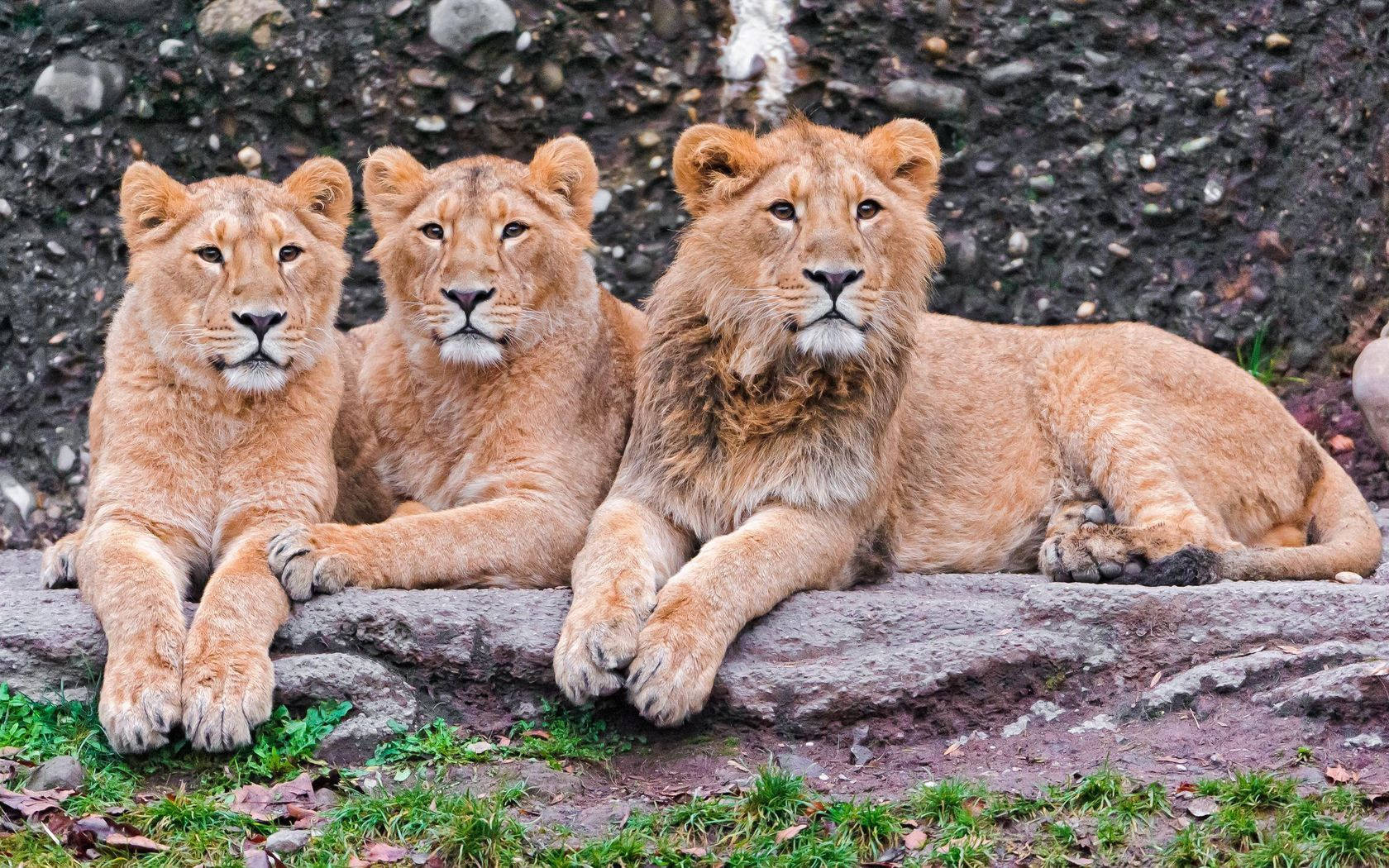 Ba Chú Sư Tử Châu Phi Oai Vệ Ở Serengeti Hình nền