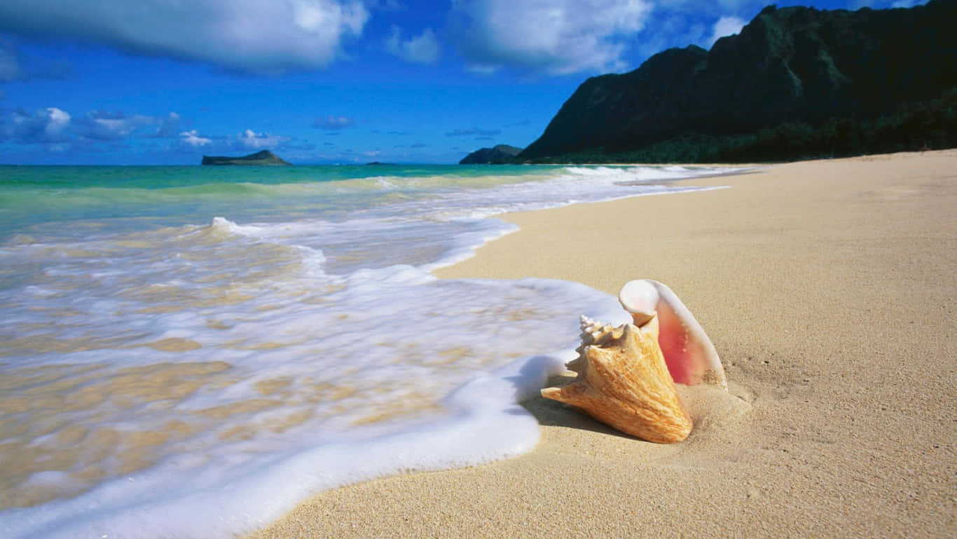 Bãi biển HD với vỏ sò Oahu Hình nền