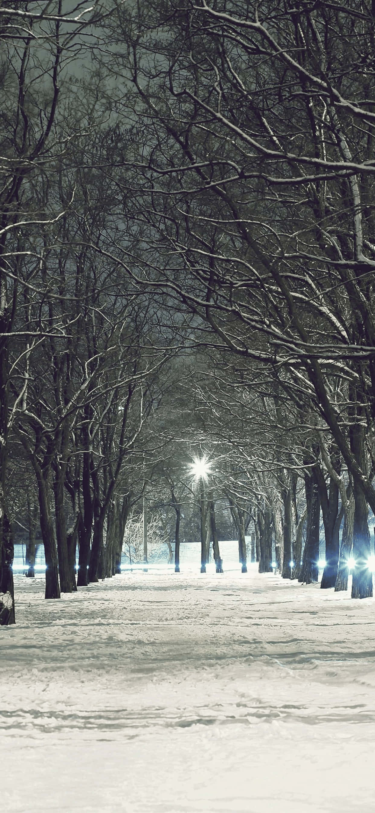 Barren Trees iPhone XS Max Winter Background Hình nền