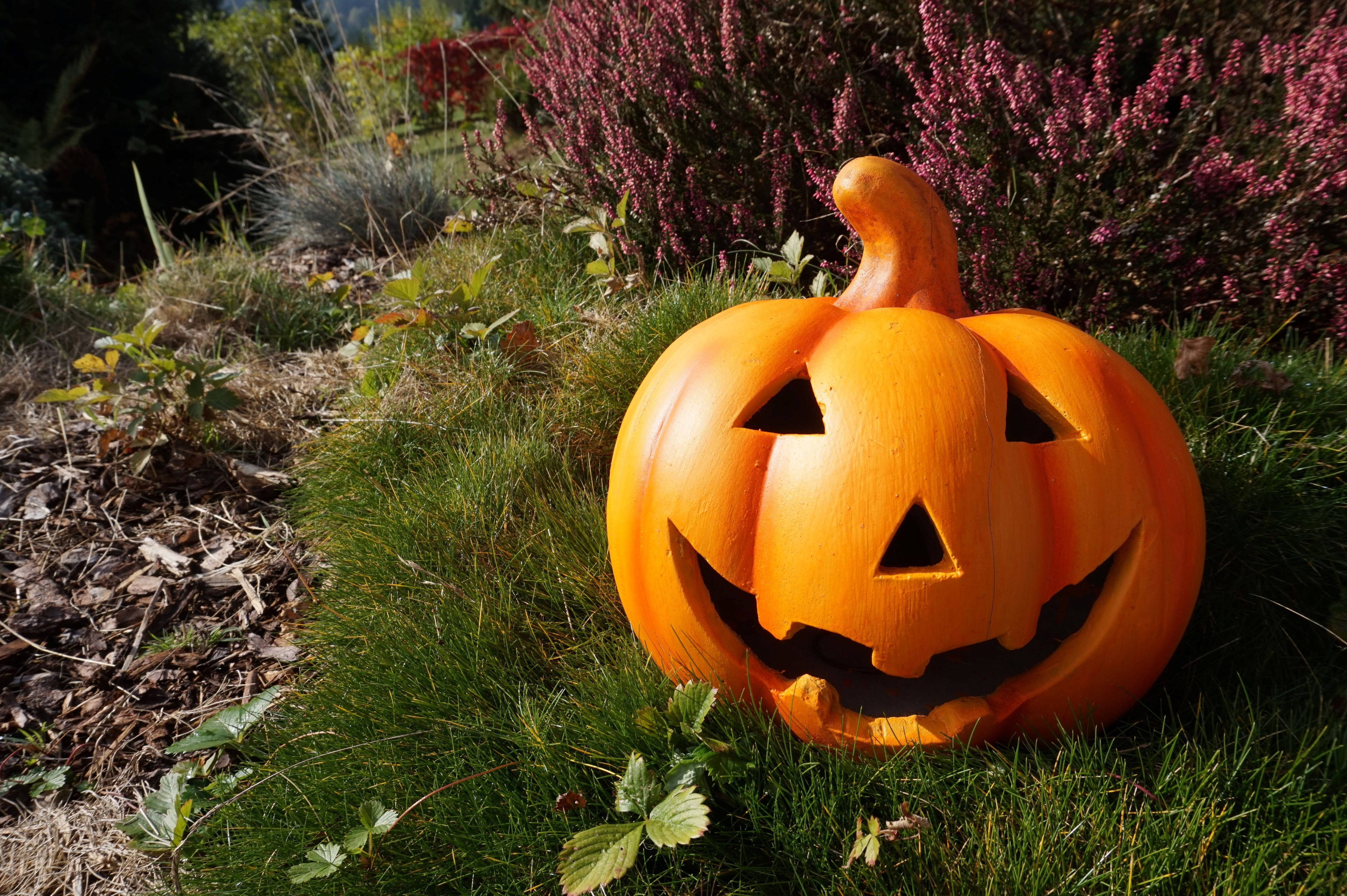 Bí ngô Halloween dễ thương dưới ánh mặt trời Hình nền