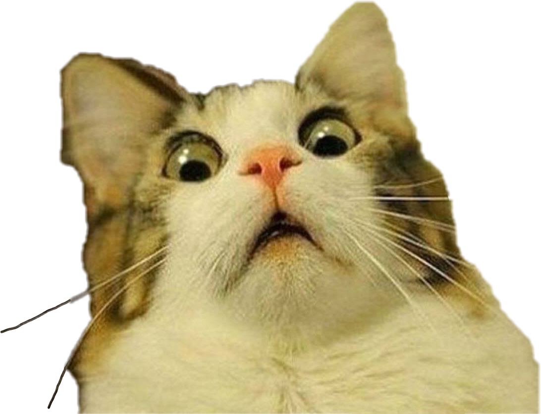 Biểu cảm mèo sốc meme Hình nền