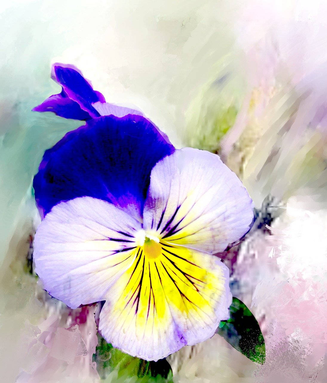 Big Blooming Pansy Digital Art Hình nền