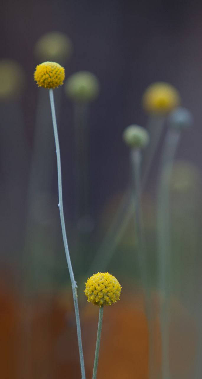 Billy Buttons iPhone 7 gốc Hình nền