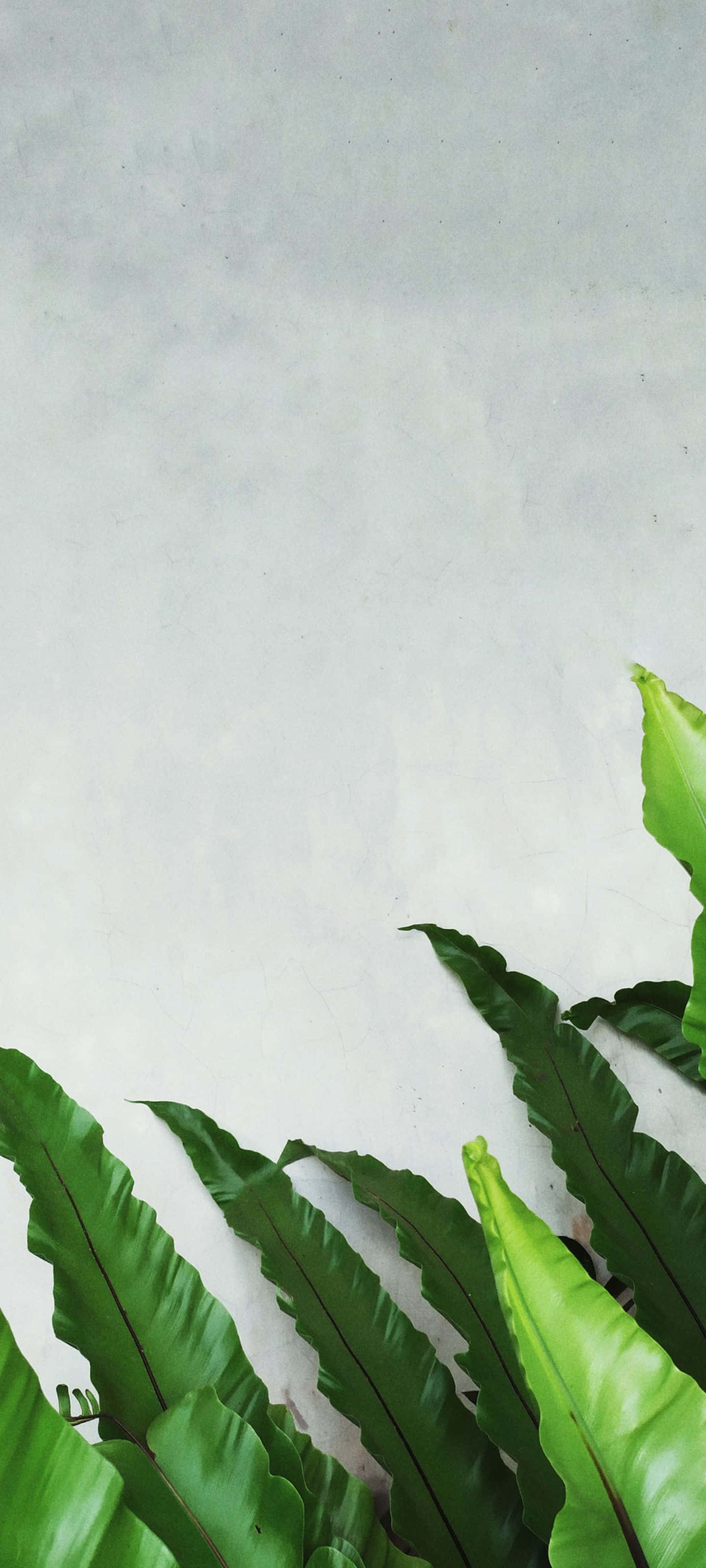 Bình minh và bầu trời xanh trên dãy núi mờ sương Hình nền