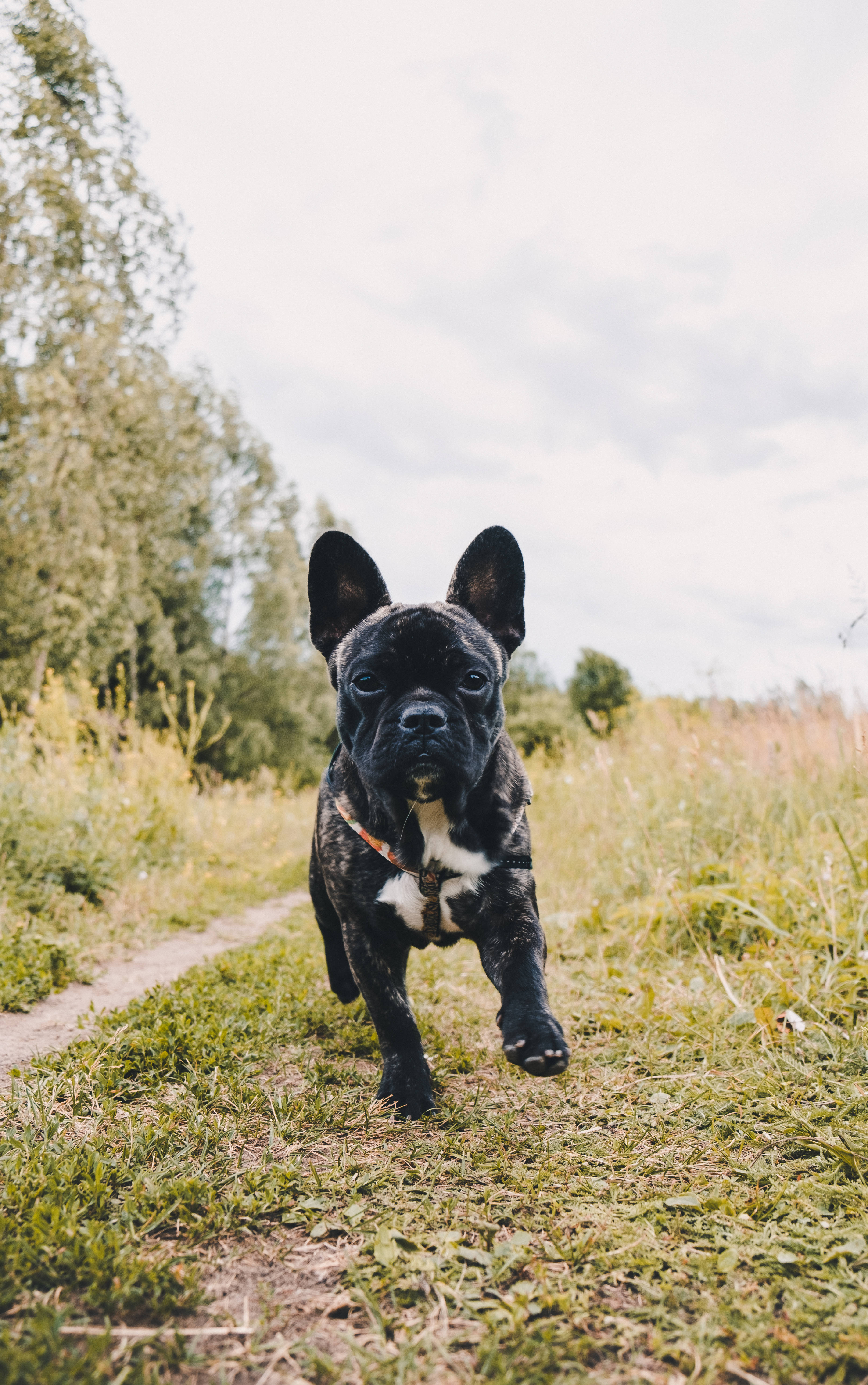 Black French Bulldog Puppy Running Hình nền