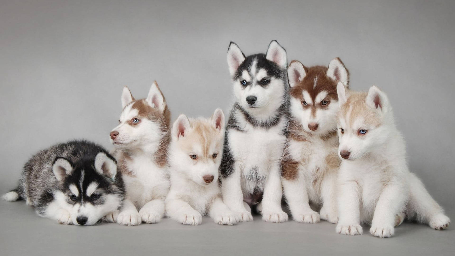 Bộ ảnh sáu chó con Husky Hình nền