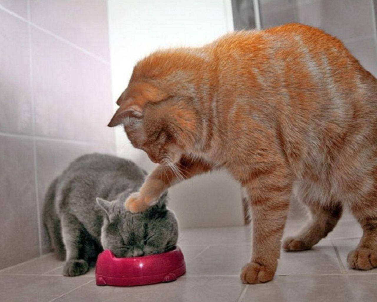 Bộ đôi mèo hài hước đang ăn Hình nền