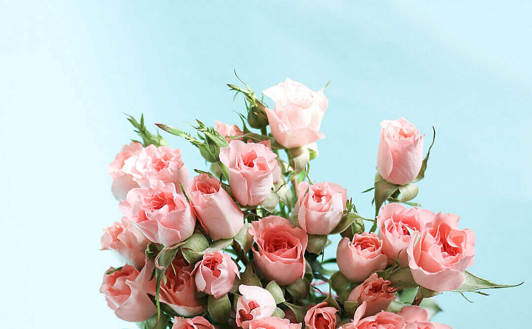 Bó Hoa Hồng Pastel Hồng Thẩm Mỹ Hình nền