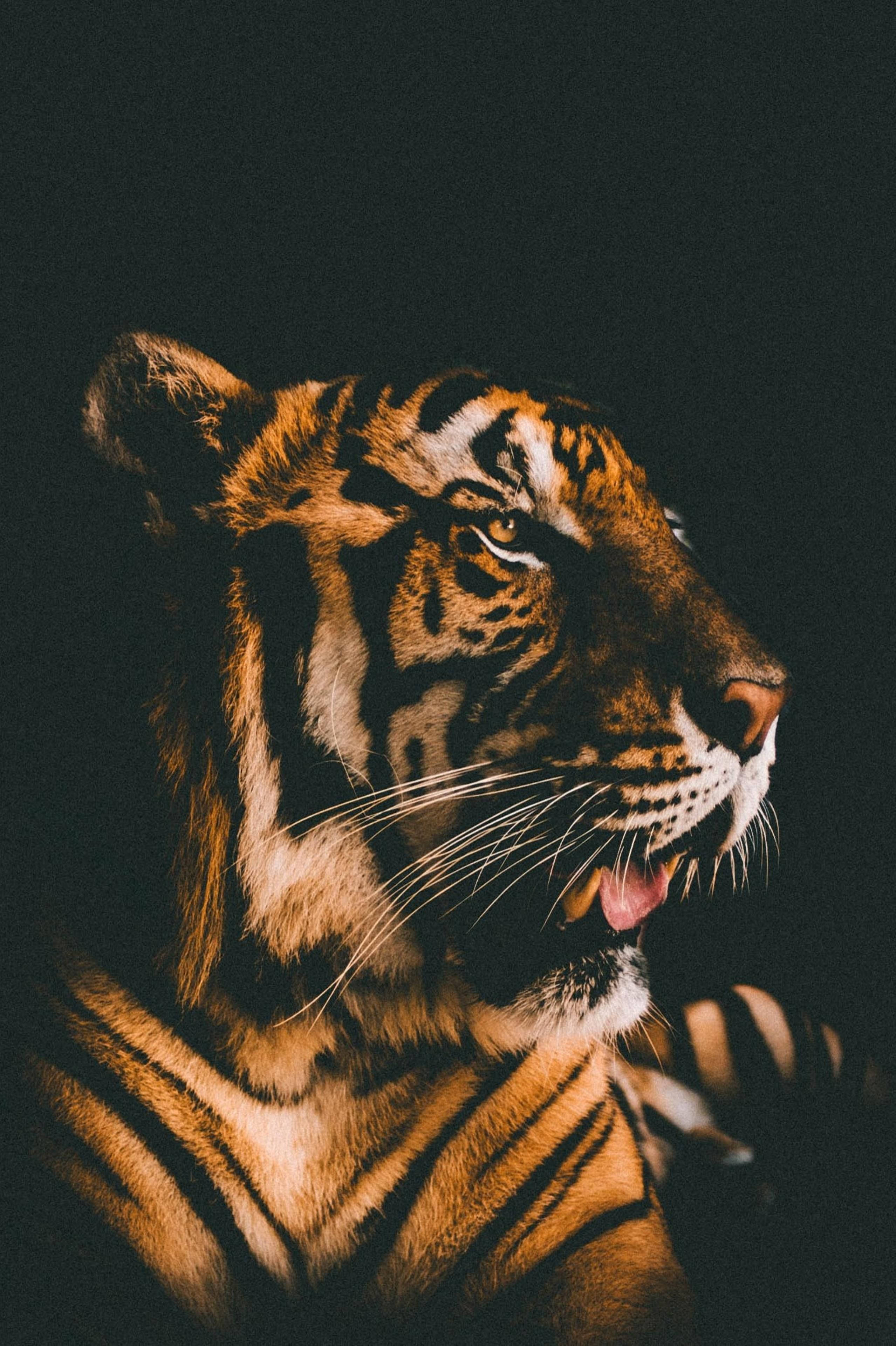 Bộ lọc phim Harimau hùng vĩ Hình nền