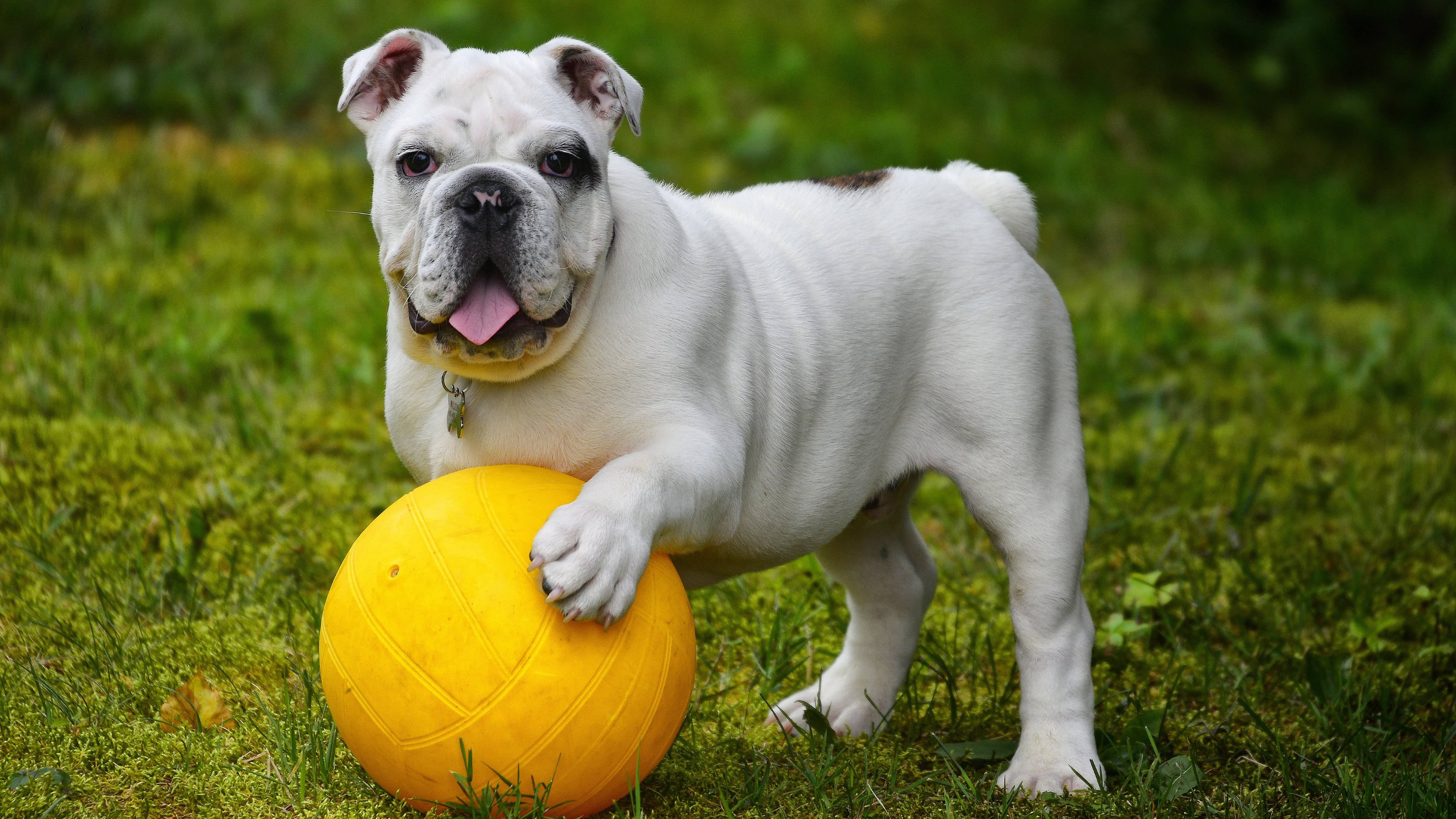 Bóng của chó Bulldog Anh Hình nền