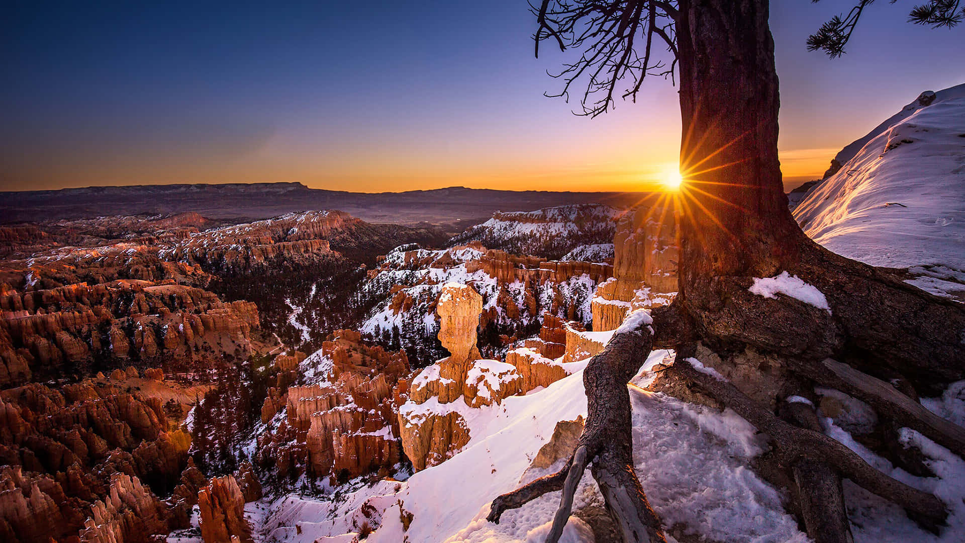 Bryce Canyon Quốc gia Hoàng hôn xuyên qua cây Hình nền
