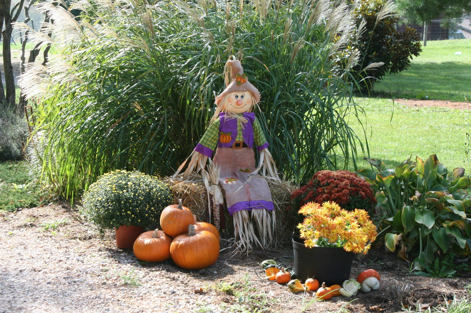 Bù nhìn Halloween dễ thương Hình nền