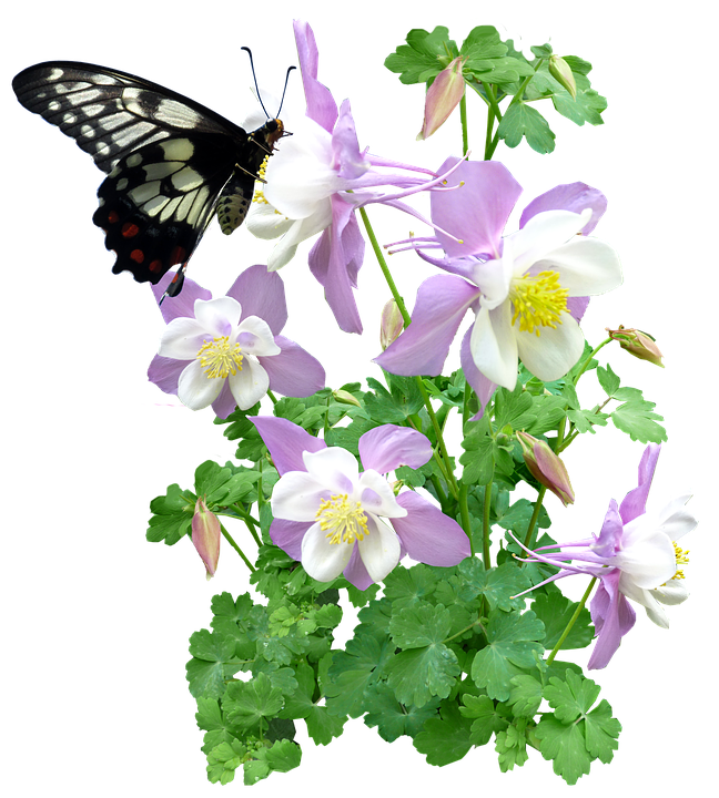 Bươm bướm trên hoa Cô Lồng Hình nền
