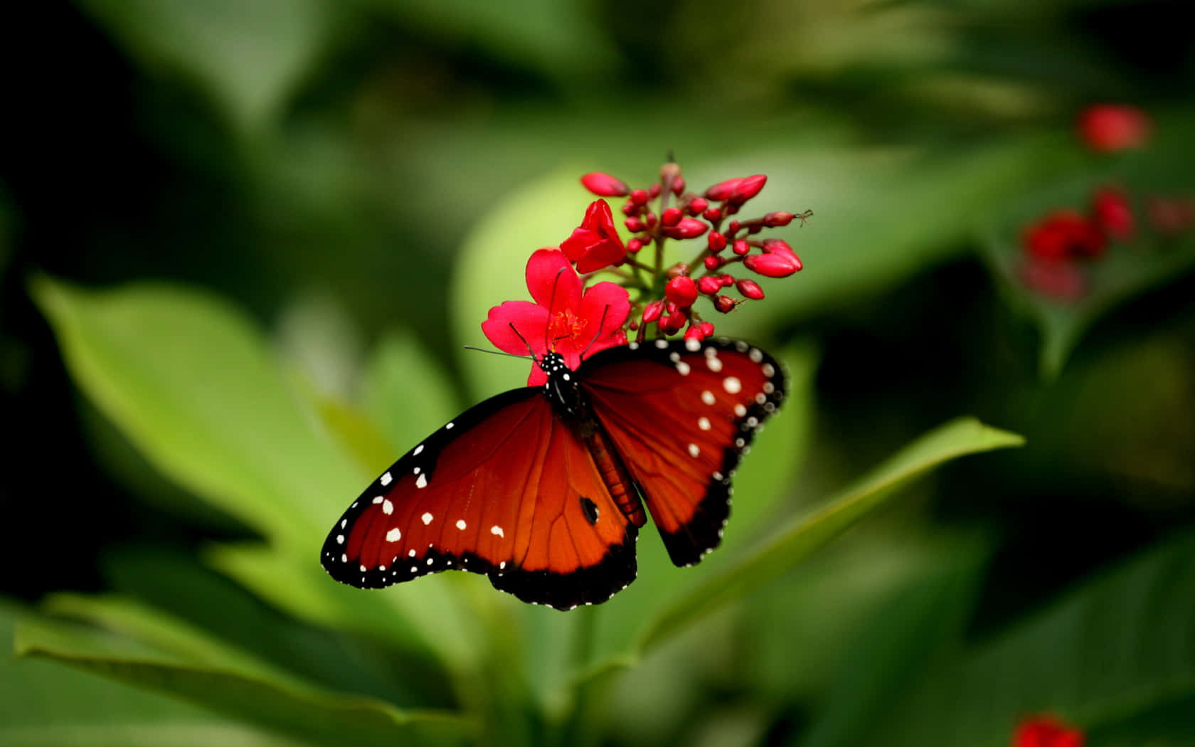Bướm Đỏ Trên Hoa Hình nền