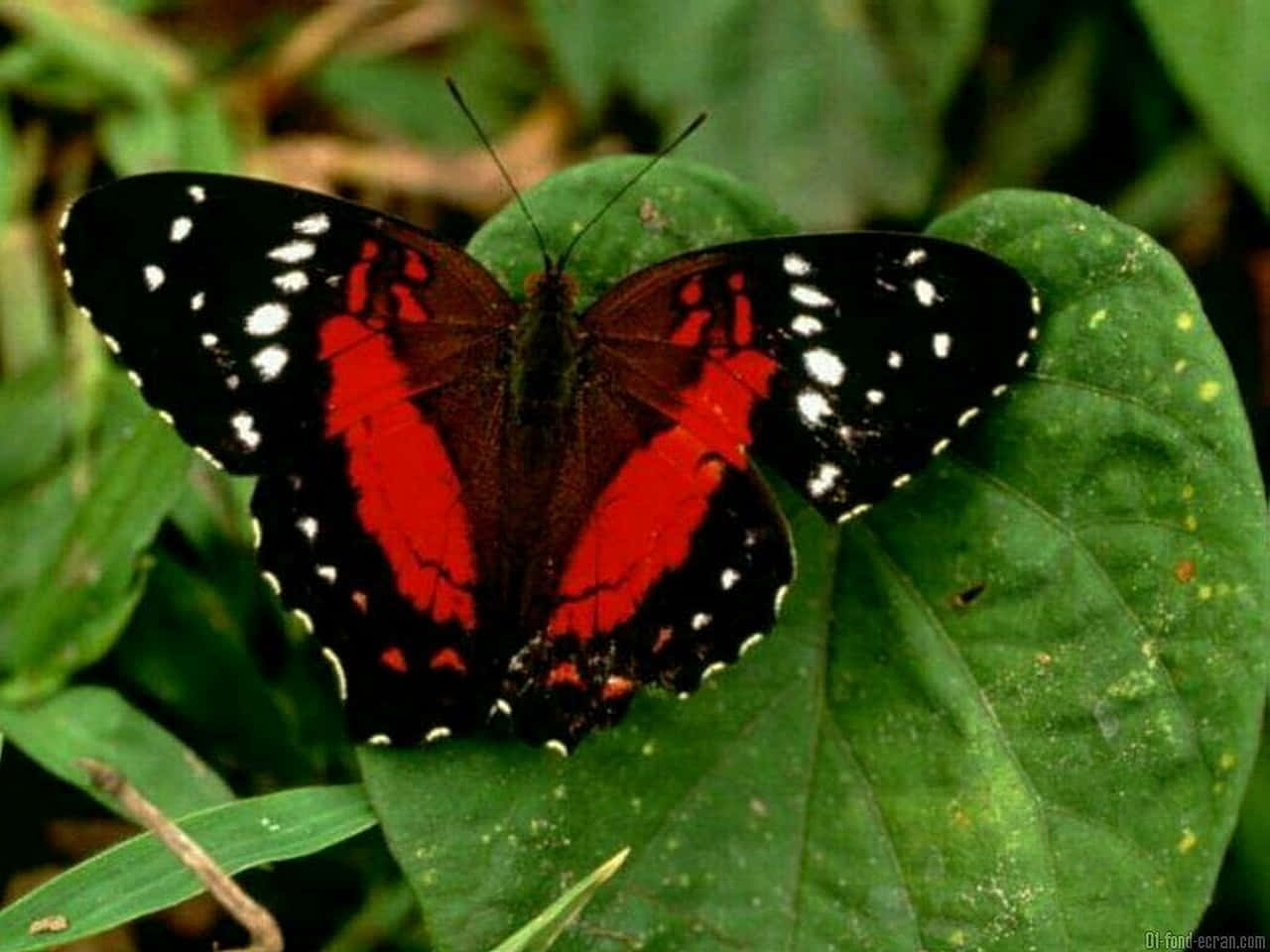 Bướm Đỏ Trên Lá Hình nền