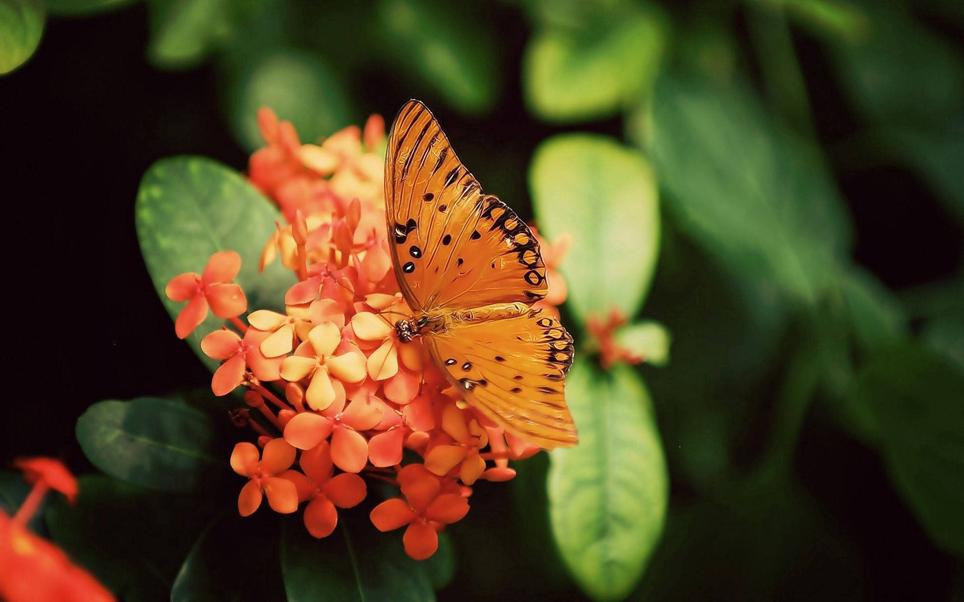 Bướm Gulf Fritillary Đầy Màu Sắc Hình nền