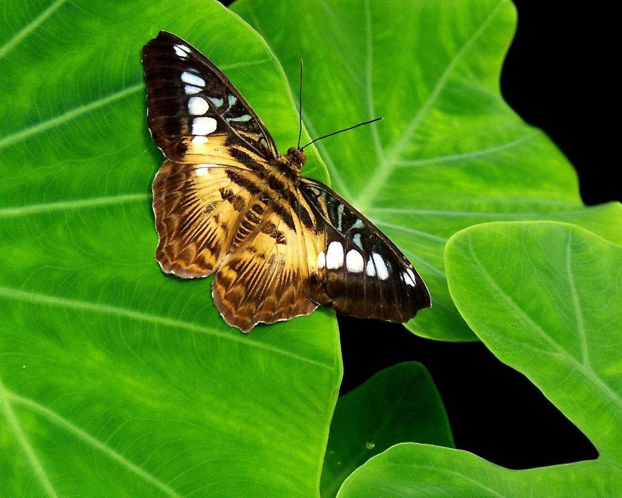 Hình nền bướm nâu vàng trên lá xanh.