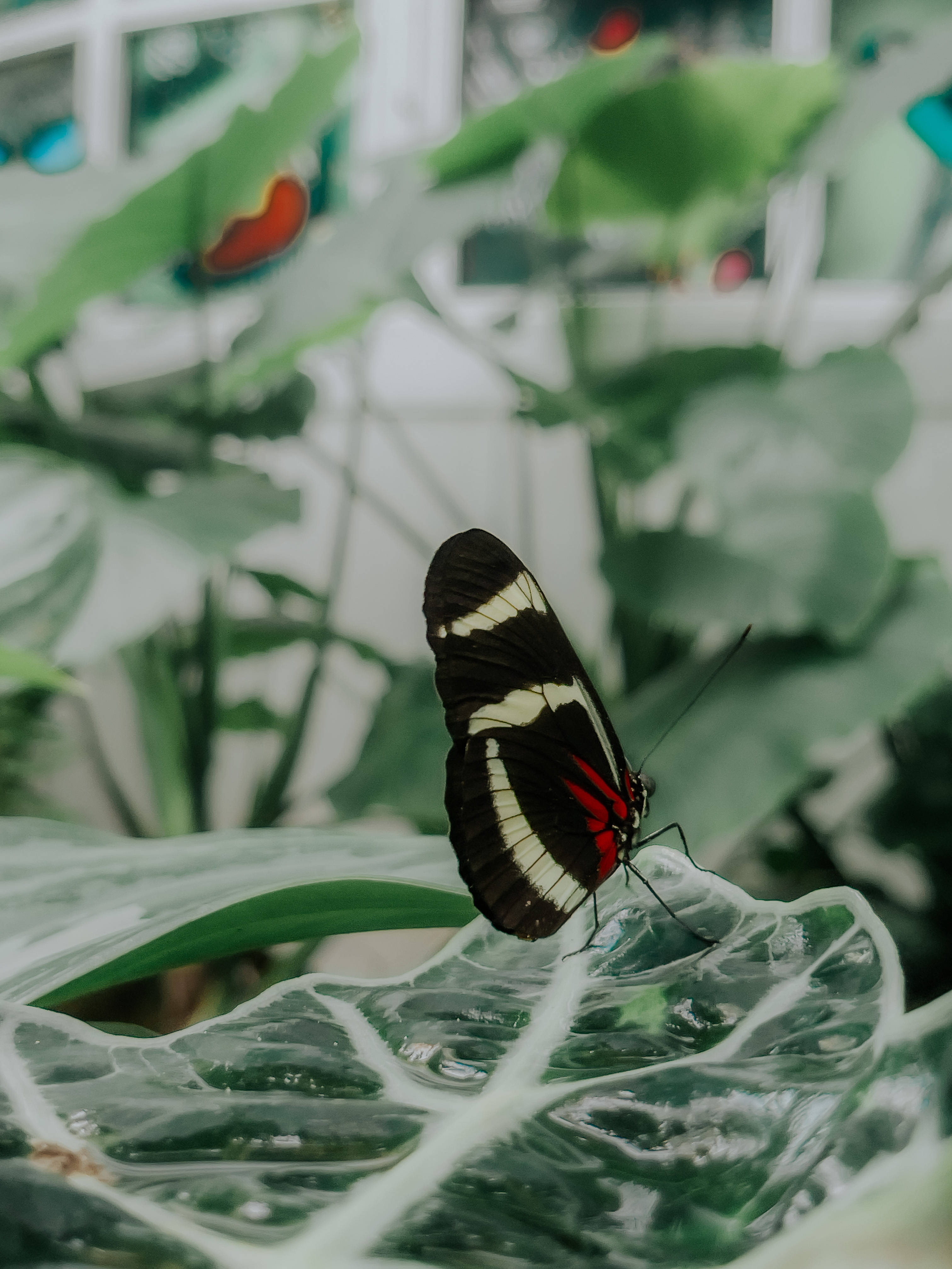 Bướm Sara Longwing Thẩm Mỹ Hình nền