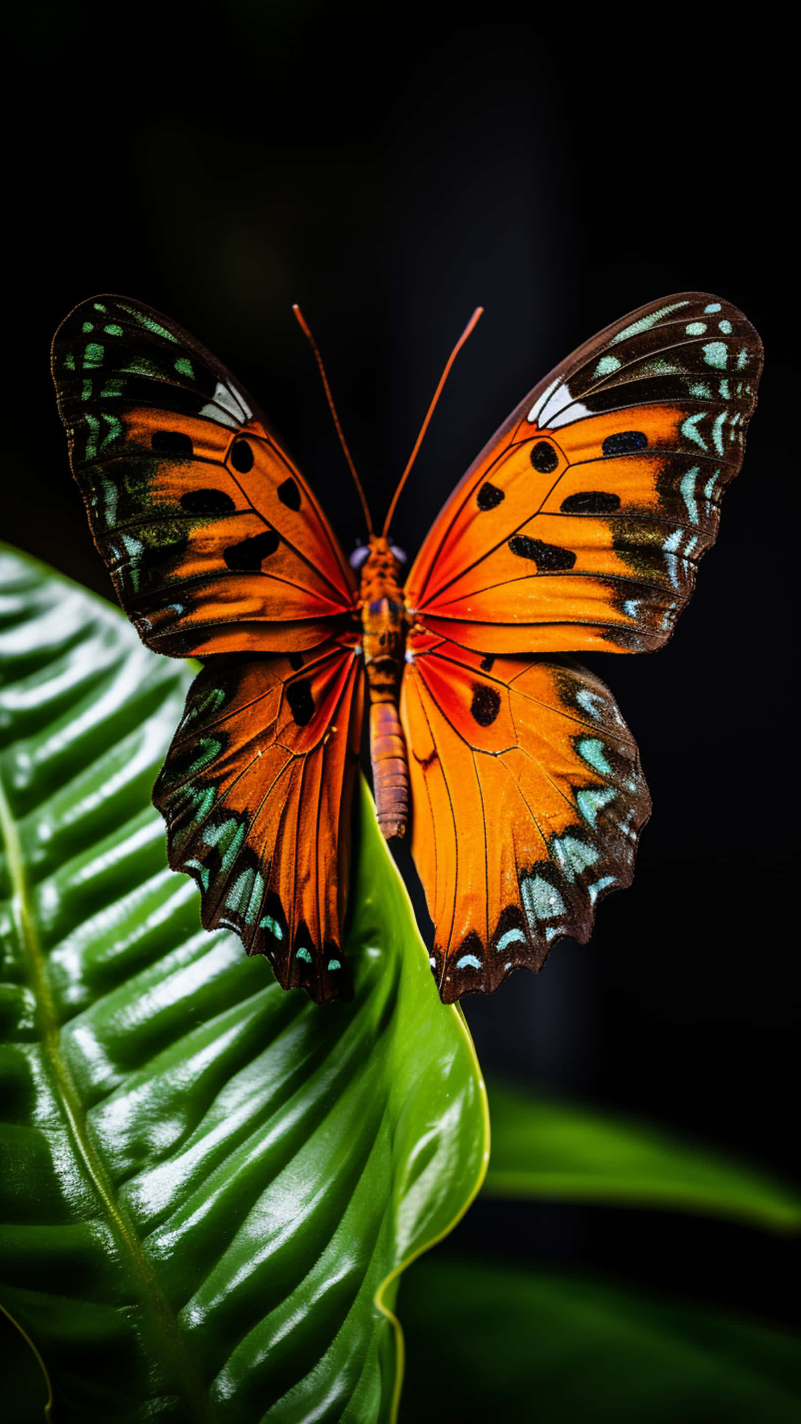 bướm trên lá Hình nền
