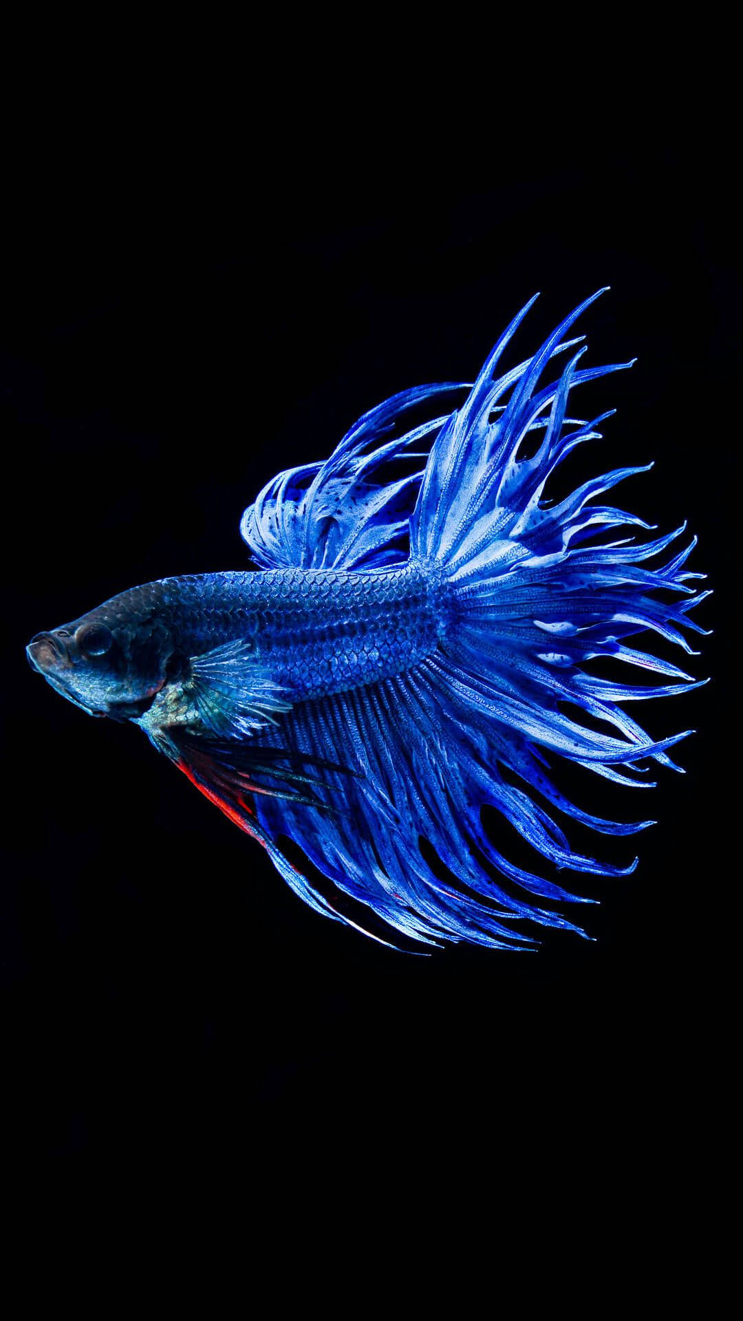 Cá Betta Ngầu Hình nền