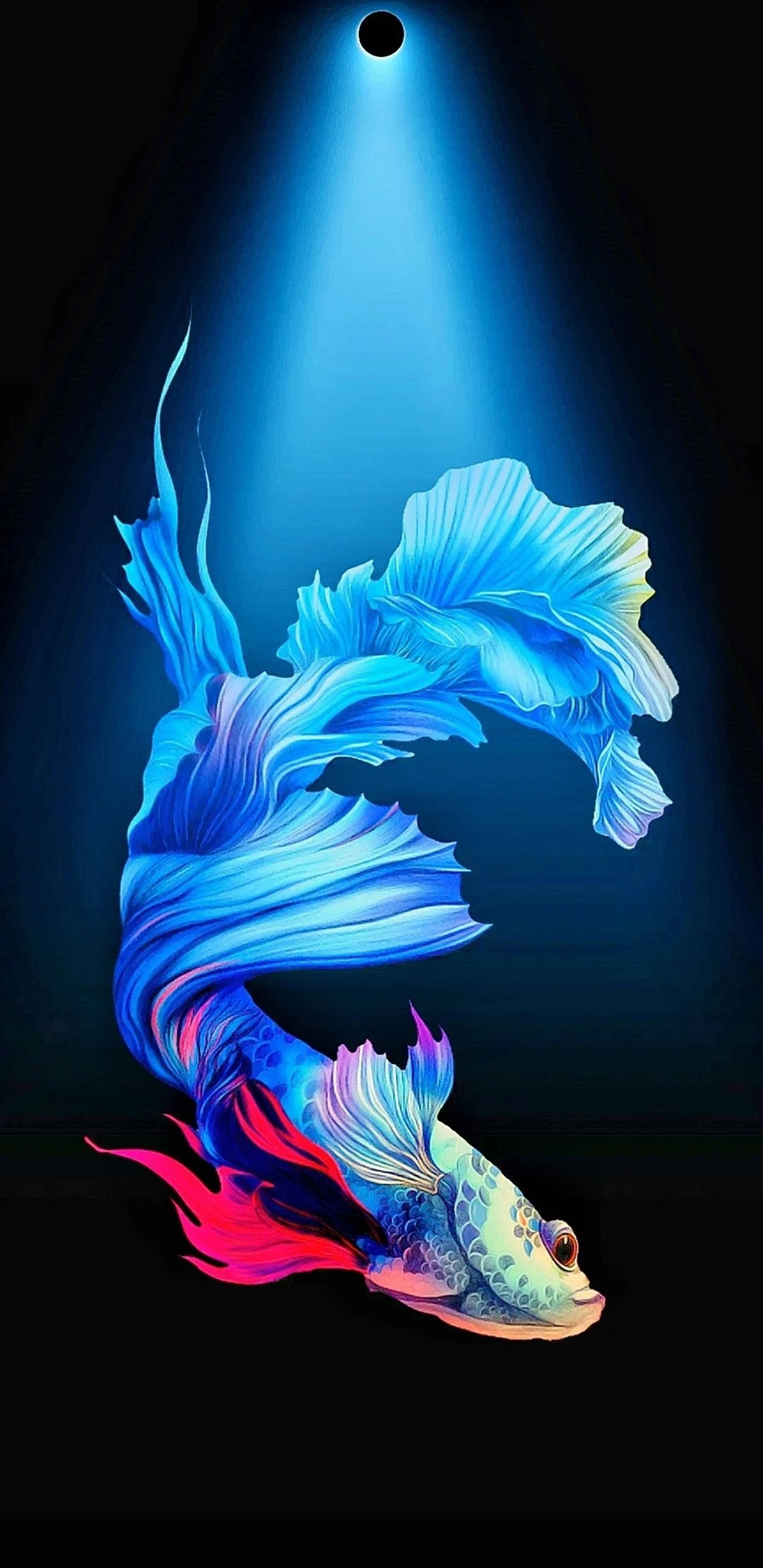 Cá Betta Xanh Lỗ Đục 4K Hình nền