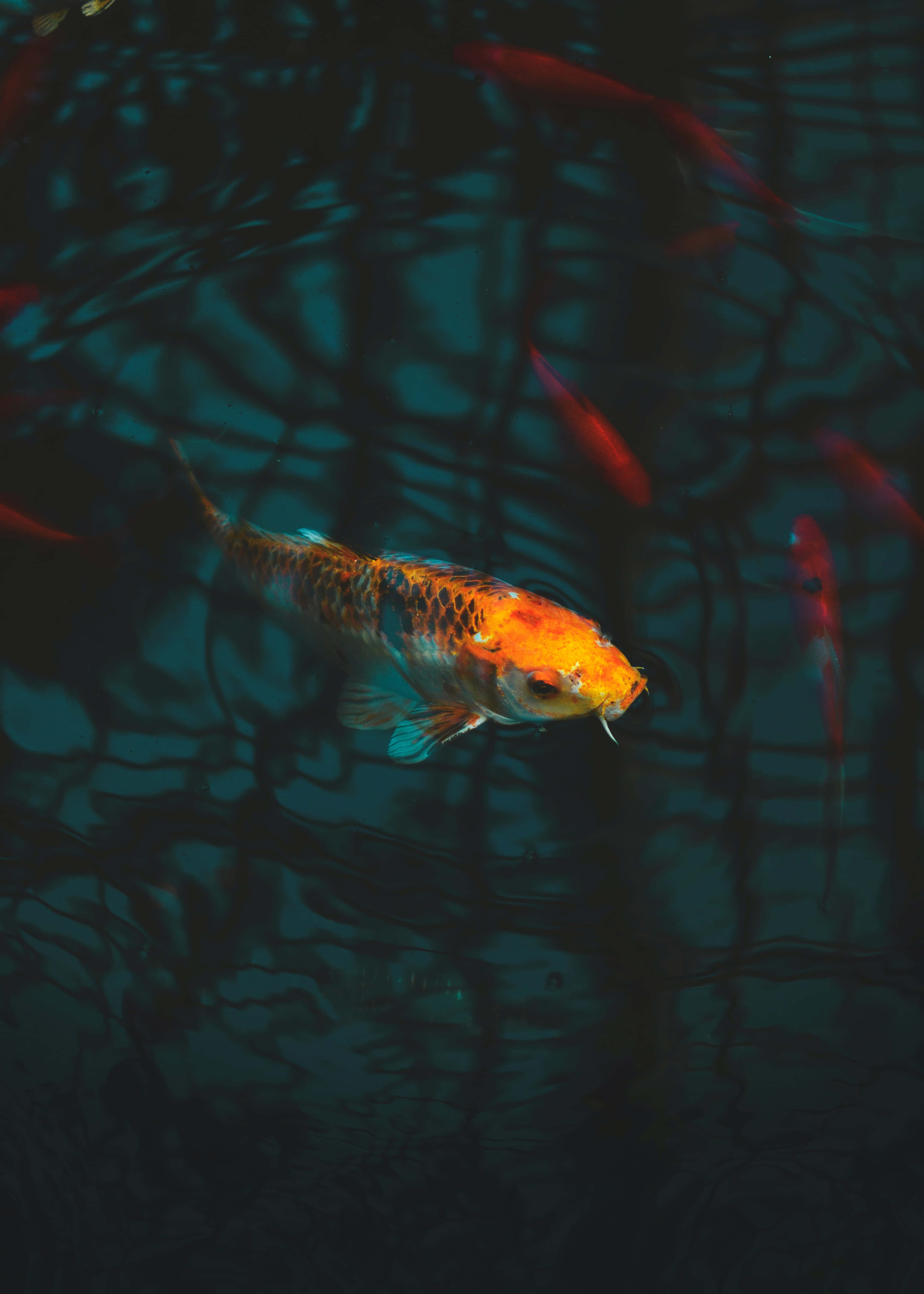 cá koi bơi trong ao nước tối Hình nền