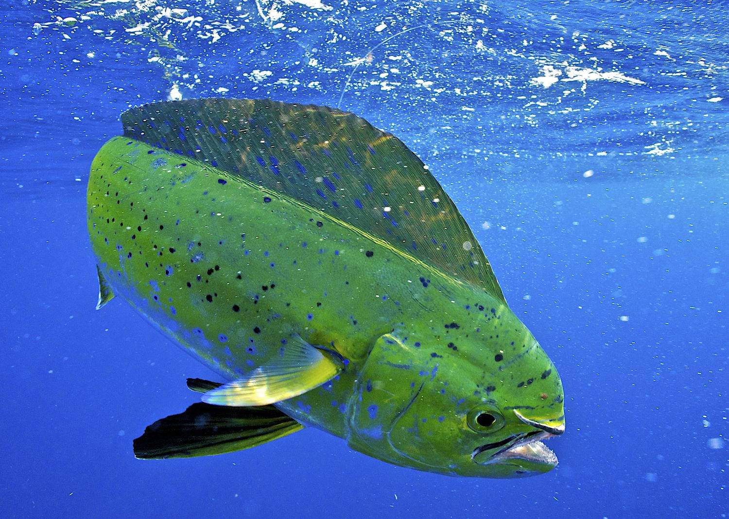Cá Mahi-Mahi Chạm Mặt Nước Hình nền