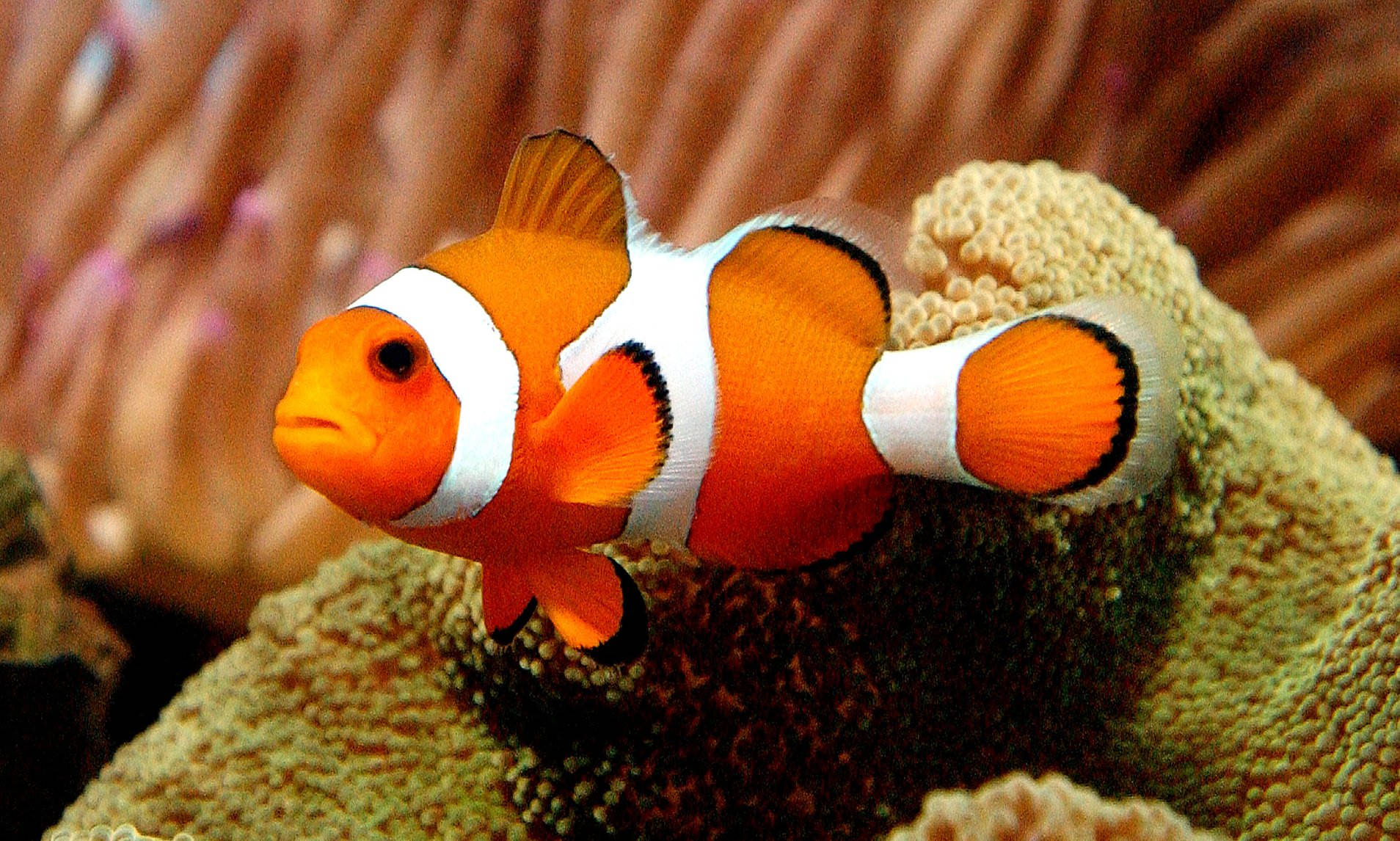 Cá Nemo Ngầu Trên Rạn San Hô Hình nền