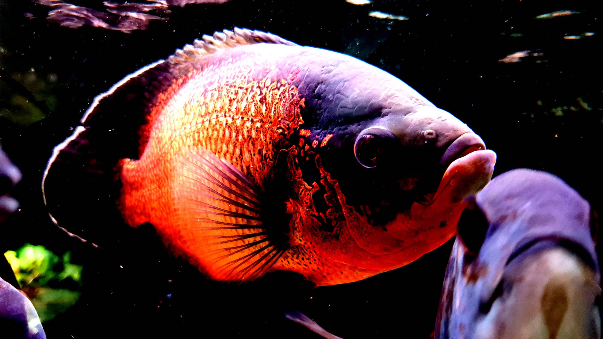 Cá Oscar Ngầu Hình nền