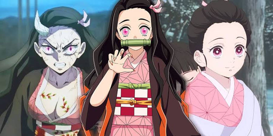 Các giai đoạn khác nhau trong cuộc đời của Nezuko trong Demon Slayer Hình nền