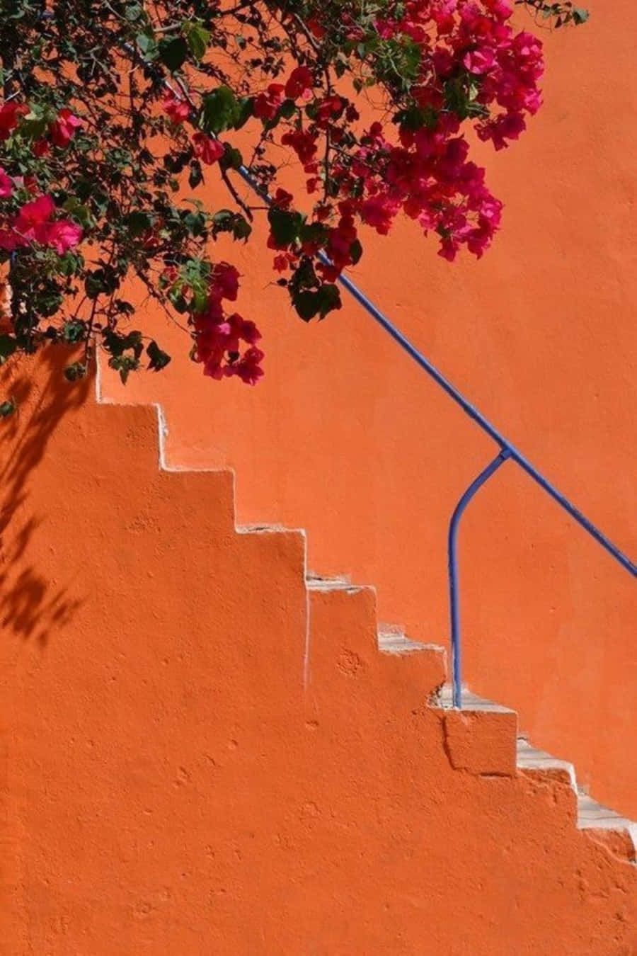 Cam Aesthetic - Thế Giới Rực Rỡ Sắc Màu Hình nền