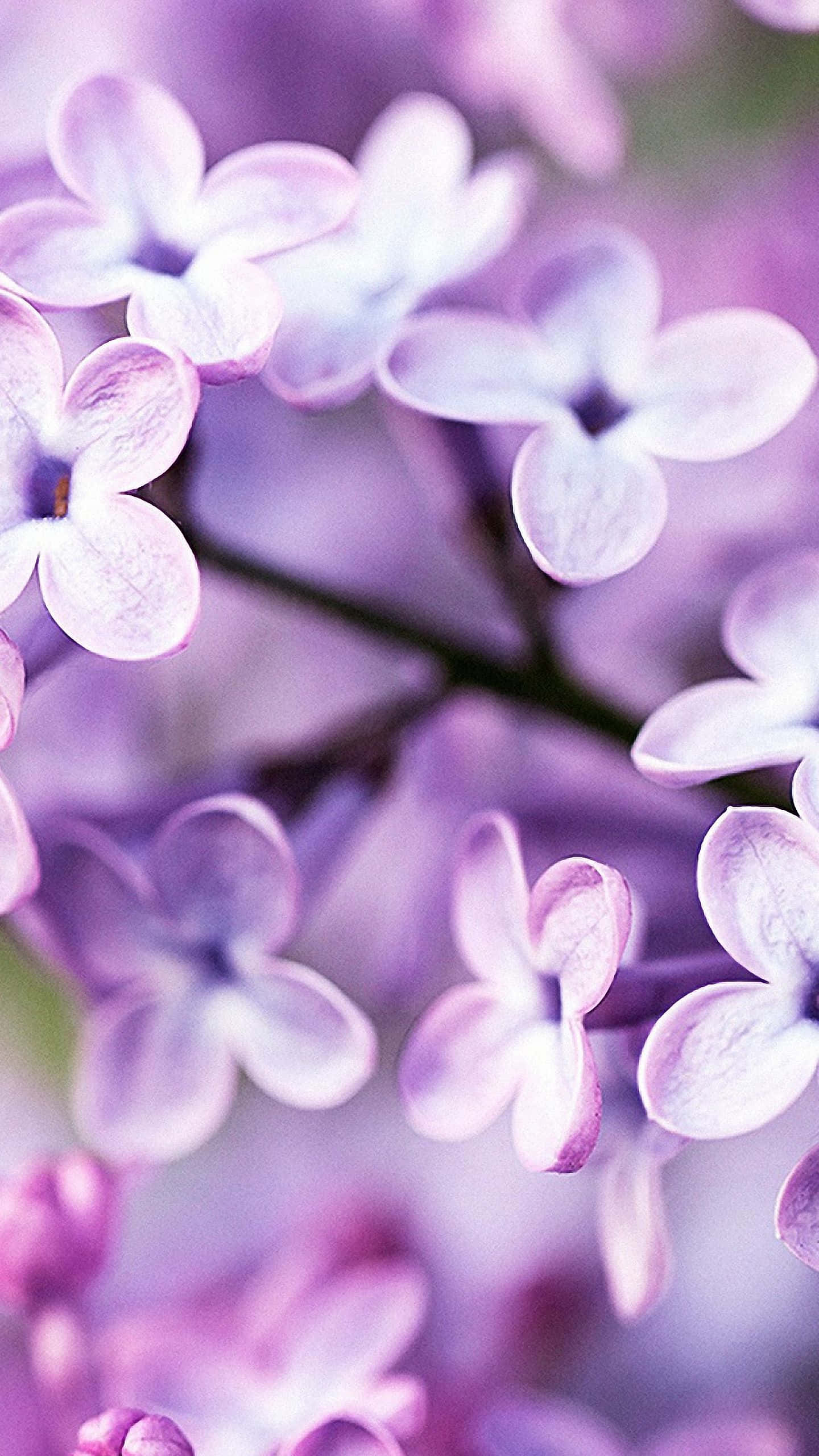 Cảm nhận vẻ đẹp thiên nhiên cùng Flower iPhone Hình nền