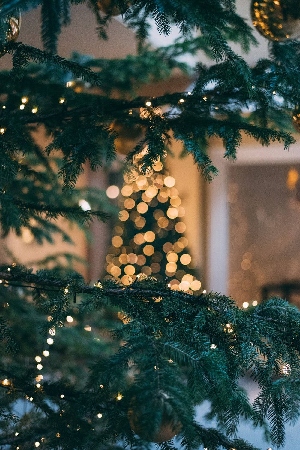 Cận cảnh cây thông Noel mùa lễ hội Hình nền